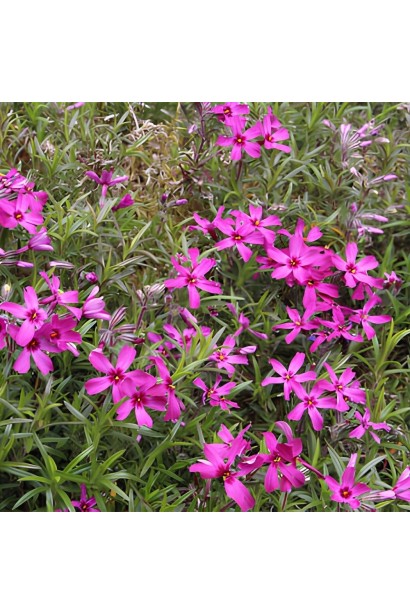 Яскраво-малинові квіти флокса subulata ’Temiscaming’